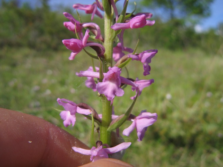 Gymnadenia conopsea